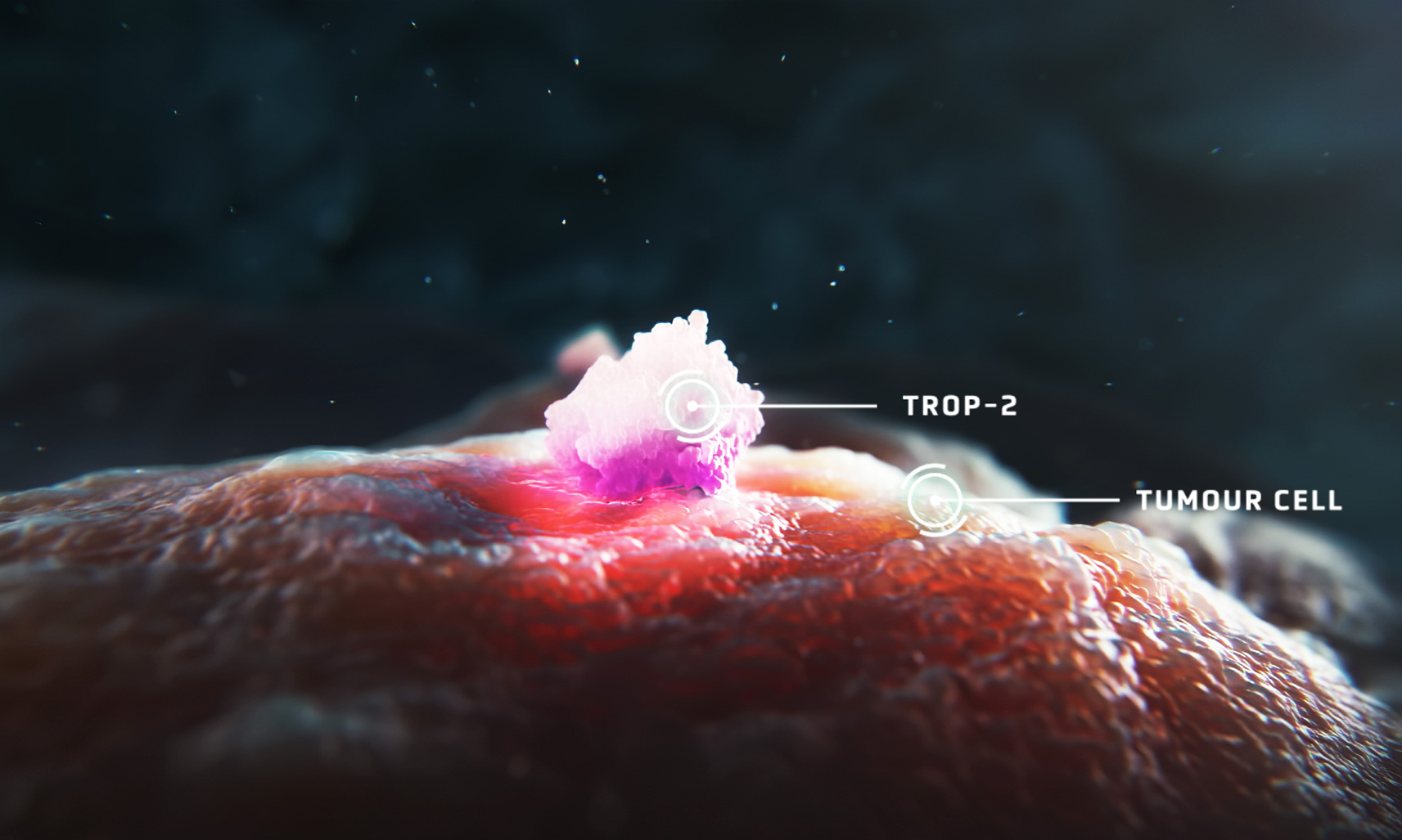 Vilken roll spelar Trop-2 vid cancer
